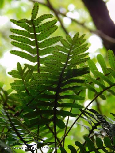 <i>Pleopeltis polypodioides</i> (L.) E.G.Andrews & Windham, 1993 © C. Delnatte - DEAL Martinique