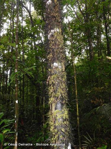 <i>Astrocaryum rodriguesii</i> Trail, 1877 © César Delnatte - Biotope Amazonie