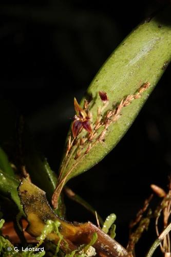 <i>Anathallis brevipes</i> (H.Focke) Pridgeon & M.W.Chase, 2001 © G. Léotard