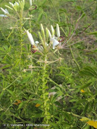 <i>Tarenaya spinosa</i> (Jacq.) Raf., 1838 © C. Delnatte - DEAL Martinique