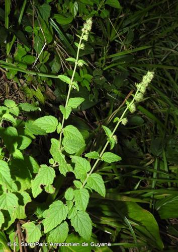 <i>Mesosphaerum pectinatum</i> (L.) Kuntze, 1891 © S. Sant/Parc Amazonien de Guyane