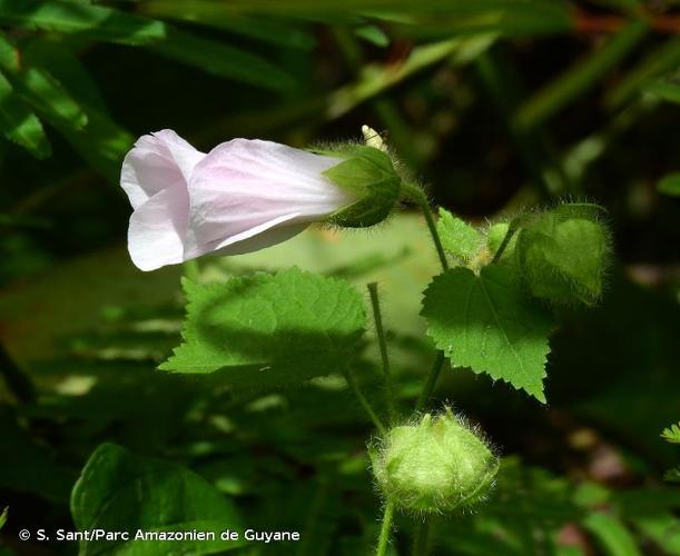 <i>Hibiscus spathulatus</i> Garcke, 1849 © S. Sant/Parc Amazonien de Guyane