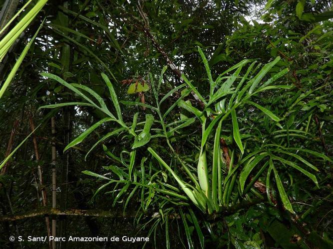 <i>Monstera barrieri</i> Croat, Moonen & Poncy, 2005 © S. Sant/ Parc Amazonien de Guyane