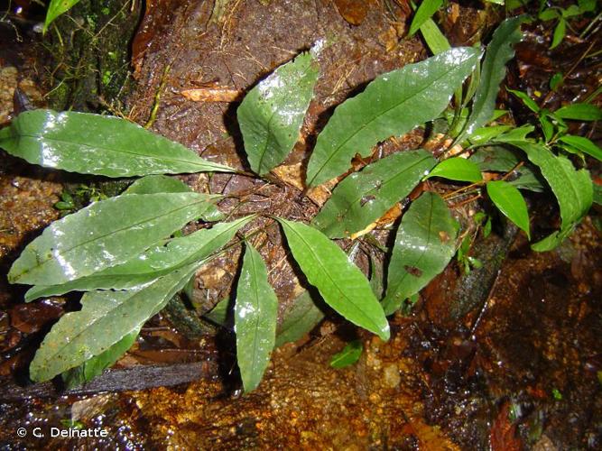 <i>Dracoglossum sinuatum</i> (Fée) Christenh., 2007 © C. Delnatte