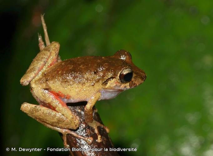 <i>Pristimantis espedeus</i> Fouquet, Martinez, Courtois, Dewynter, Pineau, Gaucher, Blanc, Marty & Kok, 2013 © M. Dewynter - Fondation Biotope pour la biodiversité