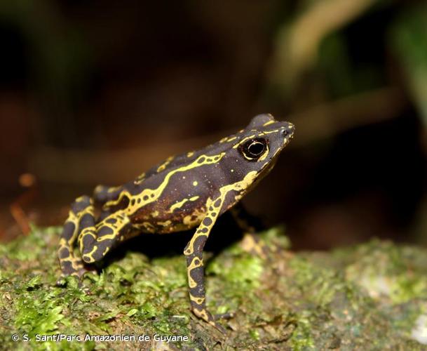 <i>Atelopus hoogmoedi</i> Lescure, 1974 © S. Sant/Parc Amazonien de Guyane