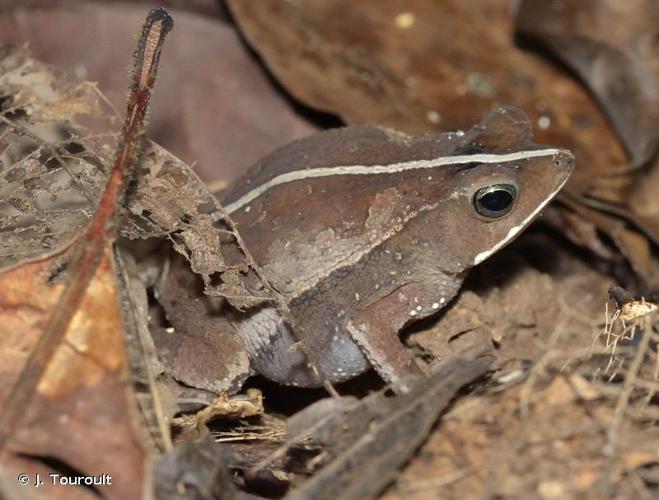 <i>Rhinella castaneotica</i> (Caldwell, 1991) © J. Touroult