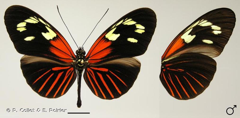 <i>Heliconius erato erato</i> (Linnaeus, 1758) © P. Collet & E. Poirier