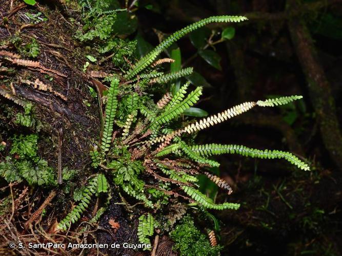 <i>Moranopteris taenifolia</i> (Jenman) R.Y.Hirai & J.Prado, 2011 © S. Sant/Parc Amazonien de Guyane