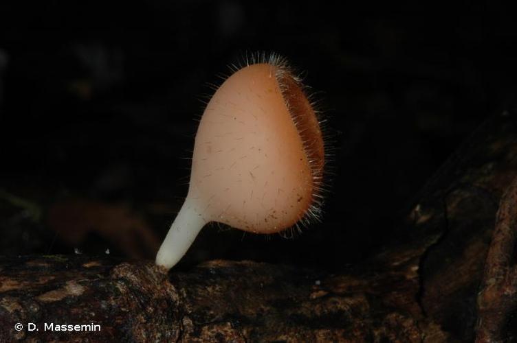 <i>Cookeina tricholoma</i> (Mont.) Kuntze, 1891 © D. Massemin