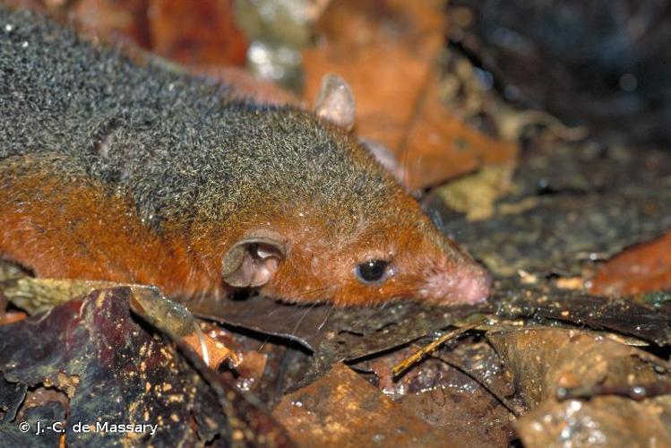 <i>Monodelphis touan</i> (G. Shaw, 1800) © J.-C. de Massary