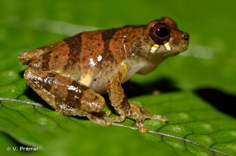 <i>Dendropsophus counani</i> Fouquet, Orrico, Ernst, Blanc, Martinez, Vacher, Rodrigues, Ouboter, Jairam & Ron, 2015 © V. Prémel