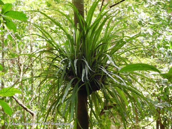 <i>Polytaenium feei</i> (W.Schaffn. ex Fée) Maxon, 1926 © César Delnatte - ONF Martinique