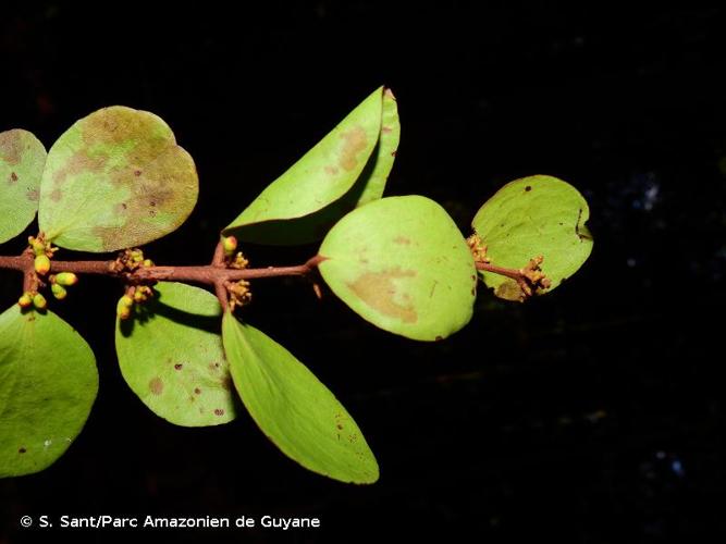 <i>Passovia pycnostachya</i> (Eichler) Tiegh., 1895 © S. Sant/Parc Amazonien de Guyane