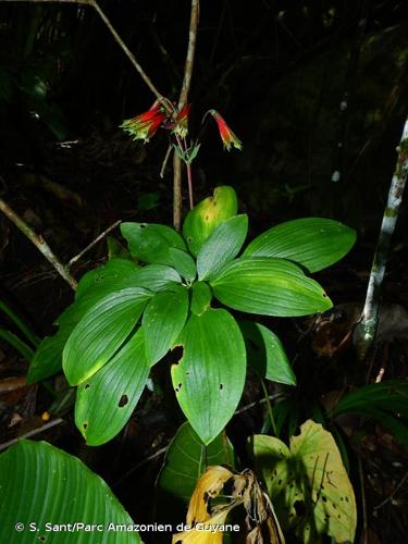 <i>Alstroemeria amazonica</i> Ducke, 1915 © S. Sant/Parc Amazonien de Guyane