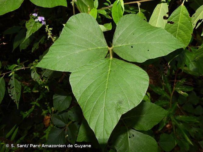 <i>Neustanthus phaseoloides</i> (Roxb.) Benth., 1852 © S. Sant/ Parc Amazonien de Guyane