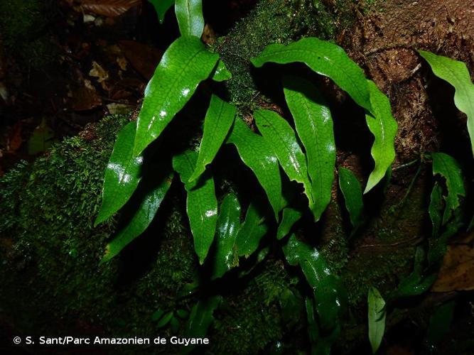 <i>Microgramma dictyophylla</i> (Kunze ex Mett.) de la Sota, 2007 © S. Sant/Parc Amazonien de Guyane