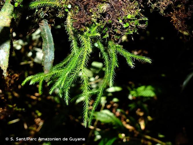 <i>Phlegmariurus acerosus</i> (Sw.) B.Øllg., 2012 © S. Sant/Parc Amazonien de Guyane