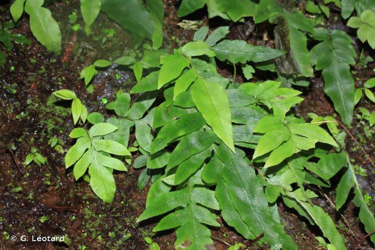 <i>Blechnum gracile </i>var.<i> pilosum</i> Boudrie & Cremers, 2008 © G. Léotard