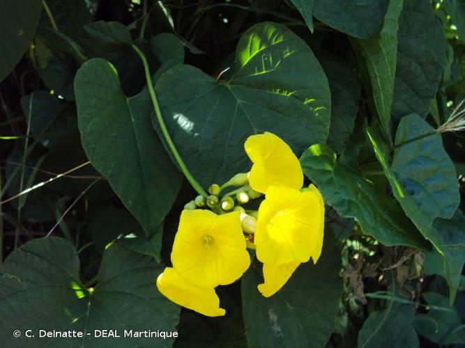 <i>Camonea umbellata</i> (L.) A.R.Simões & Staples, 2017 © C. Delnatte - DEAL Martinique