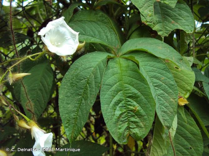 <i>Distimake aegyptius</i> (L.) A.R.Simões & Staples, 2017 © C. Delnatte - DEAL Martinique