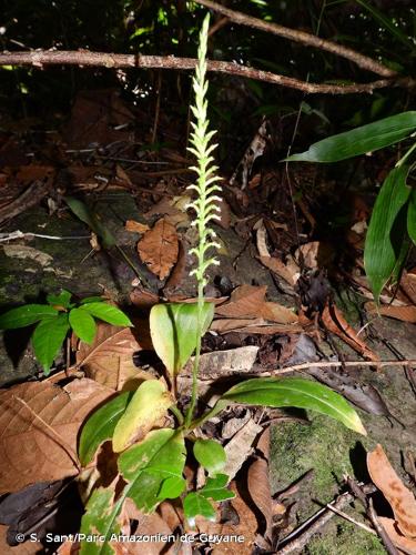 <i>Beloglottis costaricensis</i> (Rchb.f.) Schltr., 1920 © S. Sant/Parc Amazonien de Guyane