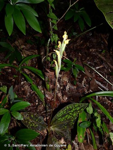 <i>Sarcoglottis metallica</i> (Rolfe) Schltr., 1920 © S. Sant/Parc Amazonien de Guyane