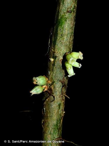 <i>Daphnopsis granvillei</i> Barringer, 2005 © S. Sant/Parc Amazonien de Guyane