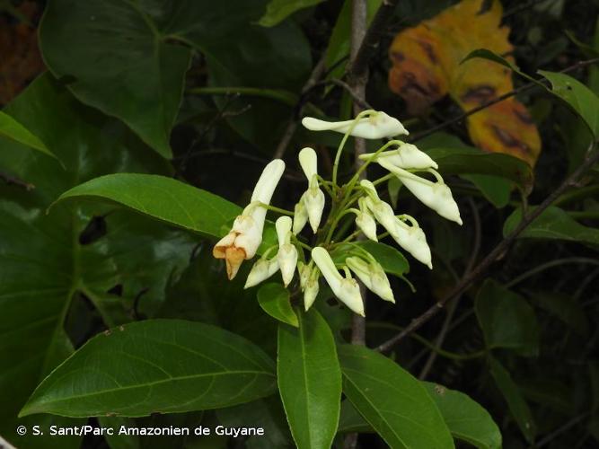 <i>Calyptrion arboreum</i> (L.) Paula-Souza, 2014 © S. Sant/Parc Amazonien de Guyane