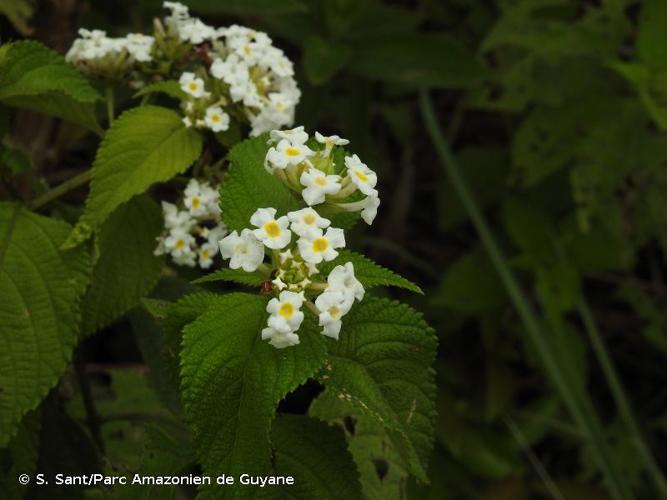 <i>Lantana paraensis</i> (Moldenke) R.W.Sanders, 2012 © S. Sant/Parc Amazonien de Guyane