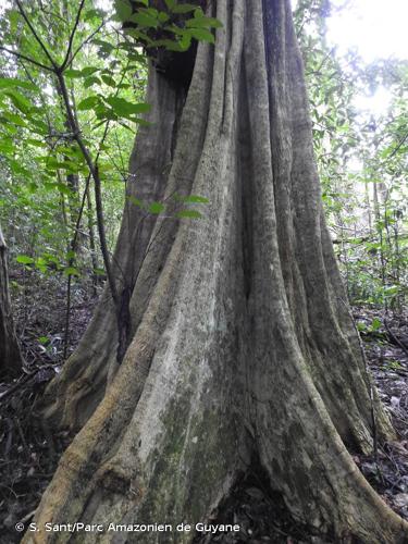 <i>Zinowiewia aymardii</i> Steyerm., 1988 © S. Sant/Parc Amazonien de Guyane