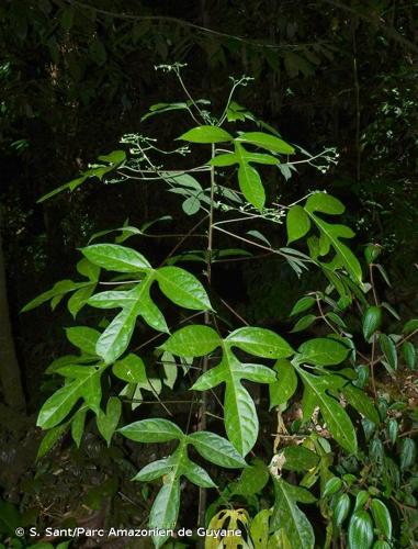 <i>Vasconcellea microcarpa</i> (Jacq.) A.DC., 1864 © S. Sant/Parc Amazonien de Guyane