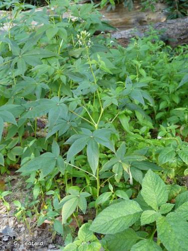 <i>Tarenaya parviflora</i> (Kunth) Iltis, 2014 © G. Léotard