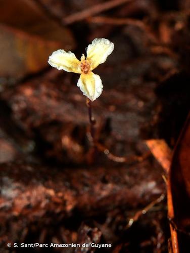 <i>Hexapterella gentianoides</i> Urb., 1903 © S. Sant/Parc Amazonien de Guyane