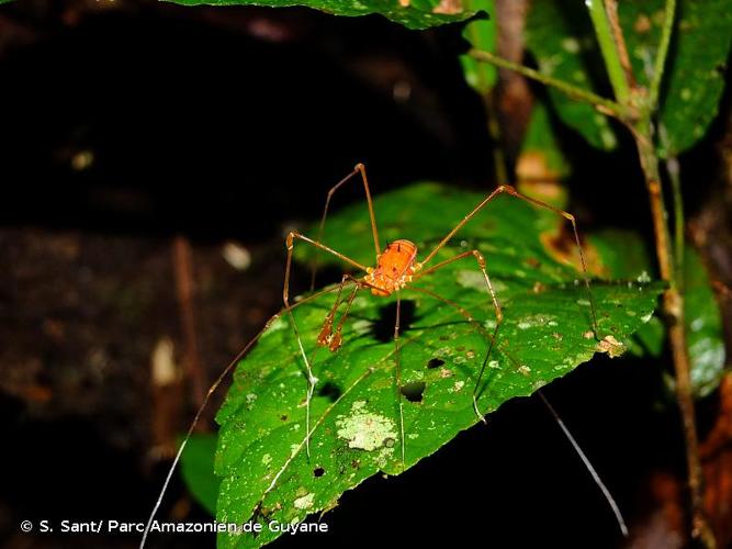 <i>Protimesius longipalpis</i> (Roewer, 1943) © S. Sant/ Parc Amazonien de Guyane