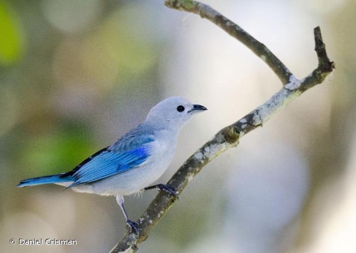 <i>Tangara episcopus</i> (Linnaeus, 1766) © Daniel Crisman