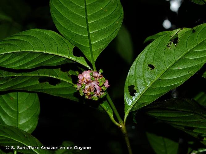 <i>Palicourea dichotoma</i> (Rudge) Delprete & J.H.Kirkbr., 2016 © S. Sant/Parc Amazonien de Guyane