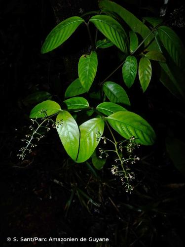 <i>Palicourea aubletii</i> Delprete & J.H.Kirkbr., 2016 © S. Sant/Parc Amazonien de Guyane