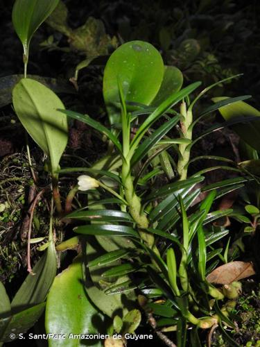 <i>Maxillariella purpurata</i> (Lindl.) M.A.Blanco & Carnevali, 2007 © S. Sant/Parc Amazonien de Guyane