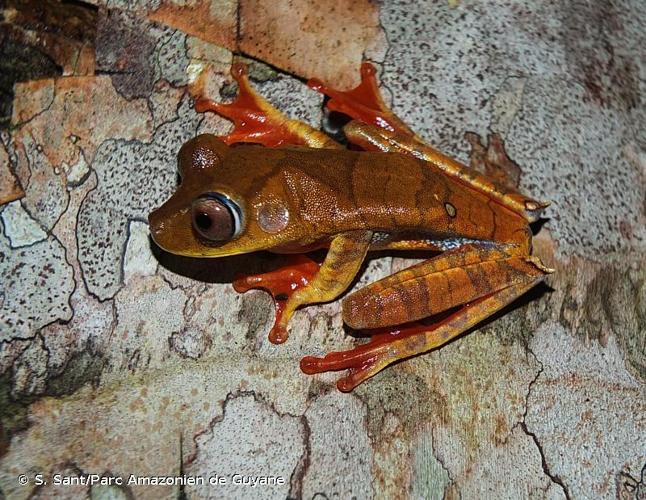 <i>Boana diabolica</i> (Fouquet, Martinez, Zeidler, Courtois, Gaucher, Blanc, Lima, Souza, Rodrigues & Kok, 2016) © S. Sant/Parc Amazonien de Guyane