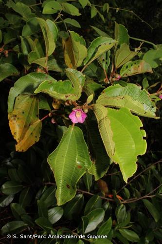 <i>Blakea parasitica</i> (Aubl.) D.Don, 1823 © S. Sant/Parc Amazonien de Guyane