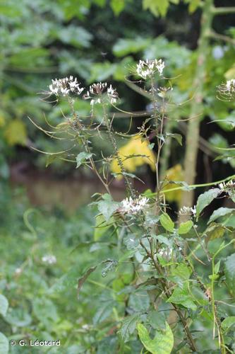 <i>Tarenaya latifolia</i> (Vahl ex DC.) Soares Neto & Roalson, 2018 © G. Léotard