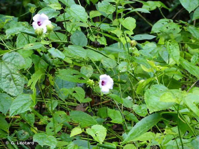 <i>Hibiscus amazonicus</i> Fryxell, 1986 © G. Léotard