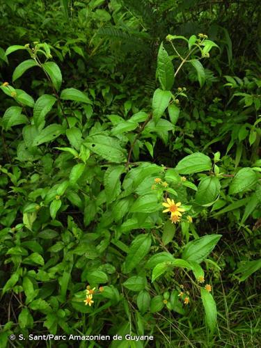 <i>Tilesia baccata</i> (L.) Pruski, 1996 © S. Sant/Parc Amazonien de Guyane