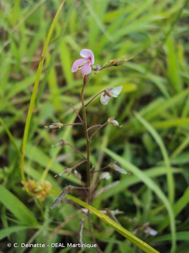 <i>Grona adscendens</i> (Sw.) H.Ohashi & K.Ohashi, 2018 © C. Delnatte - DEAL Martinique