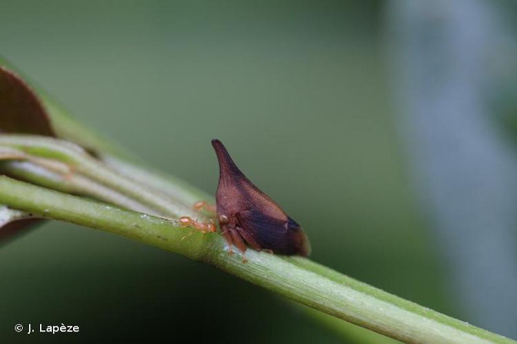 <i>Enchenopa concolor</i> (Fairmaire, 1846) © J. Lapèze