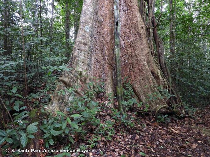 <i>Terminalia carinata</i> Sabatier & J.Engel, 2020 © S. Sant/ Parc Amazonien de Guyane