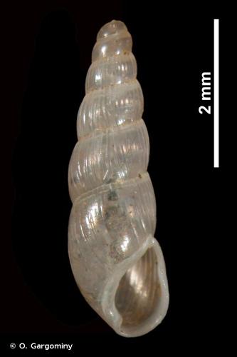 <i>Tomostele musaecola</i> (Morelet, 1860) © O. Gargominy